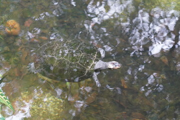 A turtle dived in a water