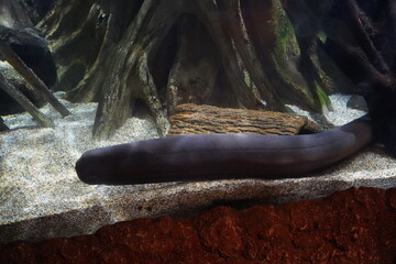 The Electric Eel (Electrophorus electricus) is a fascinating and unique species of freshwater fish known for its ability to generate powerful electric shocks. 