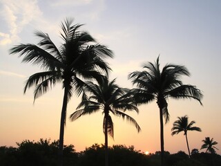 Obraz premium Gentle breeze rustles palm trees as sunset casts golden glow, gentle movement, soft focus