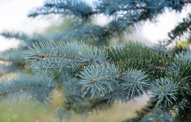 Christmas tree without decorations outdoor in park, beautiful blue spruce waiting for decorate, snow fall.