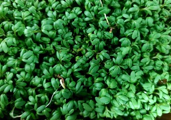 Obraz premium Close-up view of vibrant green cress microgreens densely packed together, showcasing fresh, lush growth. Perfect for healthy living and culinary inspiration.
