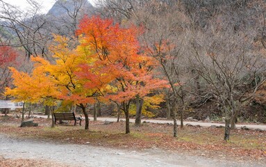 정읍시 내장사 경내의 빨갛게 물든 단풍 숲