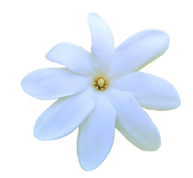 Lucky white Tiare flower of Tahiti with eight petals, isolated over a transparent background