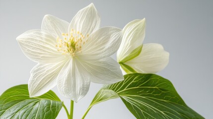 White Flower Blossom