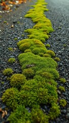 Vibrant green moss thrives along a dark gravel path this autumn afternoon