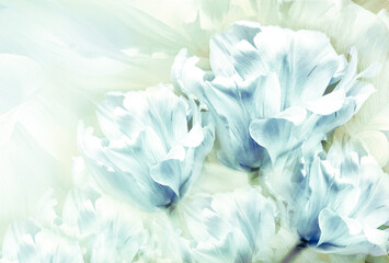 Tulips  flowers  on white background.  Floral  spring  background.  Close-up. Nature.