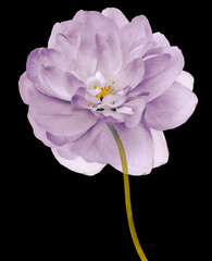 Fototapeta premium Purple flower isolated on black background with clipping path. Closeup. For design. Nature.