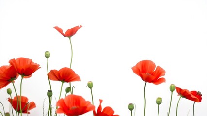 Red poppy flowers against a soft white background showcasing their beauty and simplicity, bold color, elegant flower, simple yet stunning