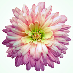 Obraz premium Chrysanthemum flower on a white isolated background with clipping path. Closeup.. Nature.