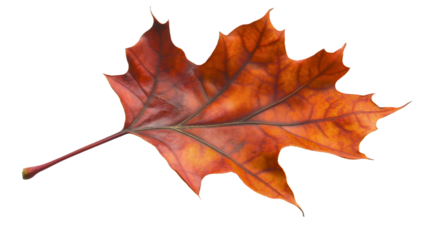 Maple leaf brown autumn fall season foliage nature isolated closeup yellow October tree orange plant red November natural background botany colorful dry seasonal autumnal design September decoration