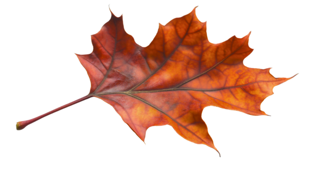 Maple leaf brown autumn fall season foliage nature isolated closeup yellow October tree orange plant red November natural background botany colorful dry seasonal autumnal design September decoration
