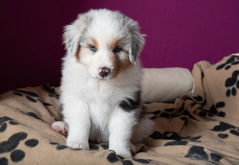 Niedlicher Australian Shepherd Welpe