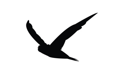 Swift Bird Silhouette Design  And Vector Illustration. 