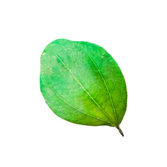 beer tree transparent green leaf white background