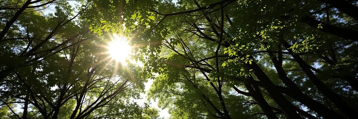 Fototapeta premium Dense canopy of trees with leaves dancing in the soft morning sun, leaves, green foliage, forest