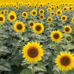 Obraz premium A hip-level, full shot of a vibrant sunflower field in full bloom, with rows of tall sunflowers stretching toward the sun. The perspective highlights the height of the flowers against a clear blue sky
