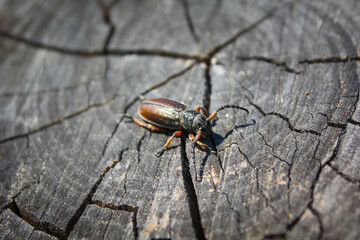 Beetle bug Coleoptera, entomological world european longhorn beetle dorcadion in nature on log