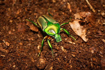 closeup female fruit flower chafer cetoniinae scarab beetle coelorrhina