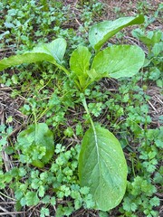 Chinese cabbage tree  in a vegetable garden