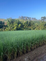 Obraz premium green rice field in the morning