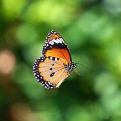Fototapeta premium A macro photo of a butterfly in mid-flight, soft focus rendering the background into a soft, colorful blur, low angle shot capturing the upward motion and the fine details of its underwings and body