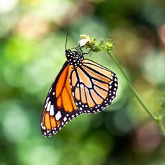 Fototapeta premium A macro photo of a butterfly with its wings partially open, soft focus creating a dreamy, ethereal backdrop, low angle shot making the butterfly appear majestic against the soft, blurred colors of its