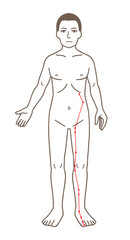 鍼灸の経穴、足の厥陰肝経、ツボのイラスト