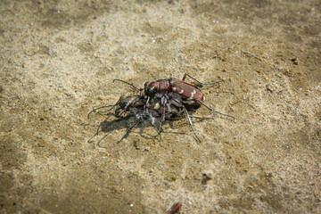 Beetle bug Coleoptera, entomological world european carabid tiger beetle cicindela in nature on ground mating