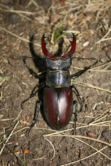 Beetle bug Coleoptera, entomological world european stag beetle Lucanus cervus male on ground