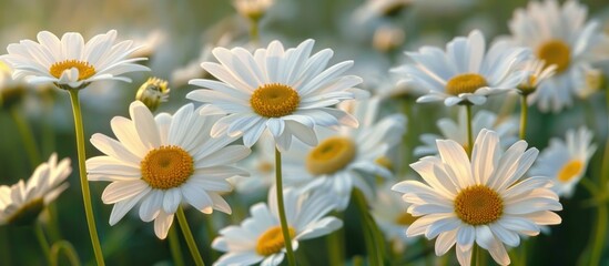 Fototapeta premium Daisies in the Sunlight