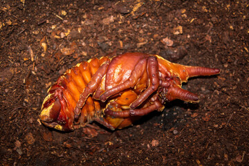 closeup male rhinoceros beetle dynastes hercules pupa pupae chrysalis
