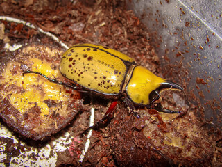 closeup male rhinoceros beetle beetle dynastes tityus eating banana 