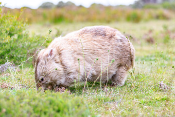 Wombat Grazing Peacefully in Natural Habitat, Wilsons Prom, Australia