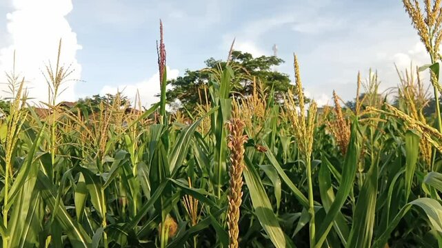 pollination of a swarm of bees on corn plant flowers