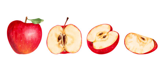 Fruit set of red apples. Healthy food. Botanical illustration with watercolor and markers. Hand drawn isolated art. Food clip art for food packaging design, menu and juices. Harvesting, production