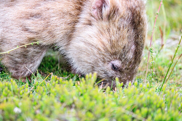 Close-Up of Wombat Grazing in Grassland, Wilsons Prom, Australia