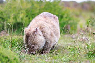 Close-Up of Wombat Grazing in Grassland, Wilsons Prom, Australia