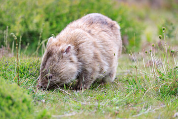 Close-Up of Wombat Grazing in Grassland, Wilsons Prom, Australia