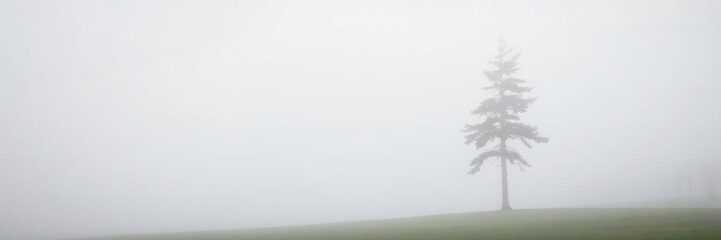 Foggy landscape featuring a solitary fir tree standing tall in the mist, overcast sky, atmospheric landscape, organic shapes