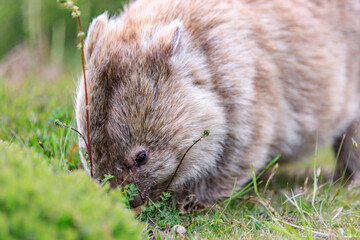Close-Up of Wombat Grazing in Grassland, Wilsons Prom, Australia