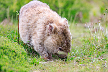 Wombat Grazing Peacefully in Natural Habitat, Wilsons Prom, Australia