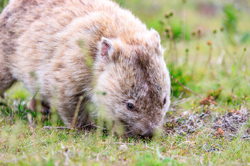 Wombat Grazing Peacefully in Natural Habitat, Wilsons Prom, Australia