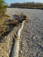 Landscape of the dry Piave riverbed in Italy with a close up of a tree trunk