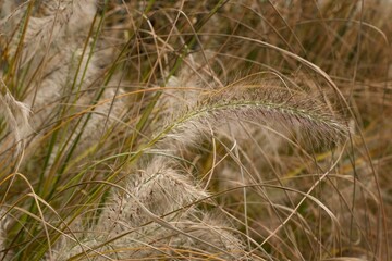 A close up shot of dry grass stalks swaying in the wind, showcasing intricate details of the plants.