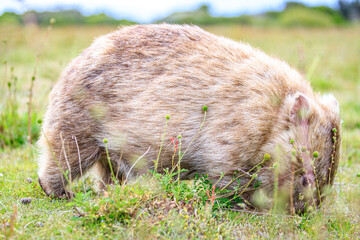Naklejka premium Close-Up of Wombat Grazing in Grassland, Wilsons Prom, Australia