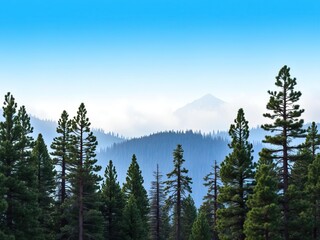 Ponderosa pine trees form a stunning backdrop to a misty mountain landscape, rugged terrain, natural scenery