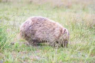 Wombat Grazing Peacefully in Natural Habitat, Wilsons Prom, Australia