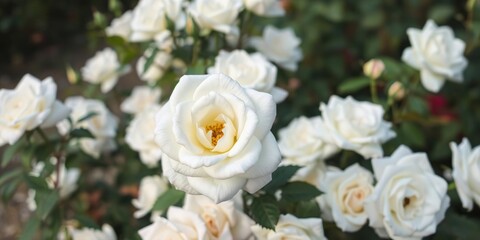 white and yellow flowers