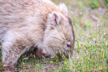 Close-Up of Wombat Grazing in Grassland, Wilsons Prom, Australia