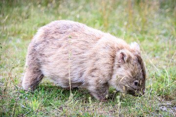 Wombat Grazing Peacefully in Natural Habitat, Wilsons Prom, Australia